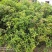 丹桂桂花树苗花园绿化四季常青小苗室外庭院花坛布景占地用苗