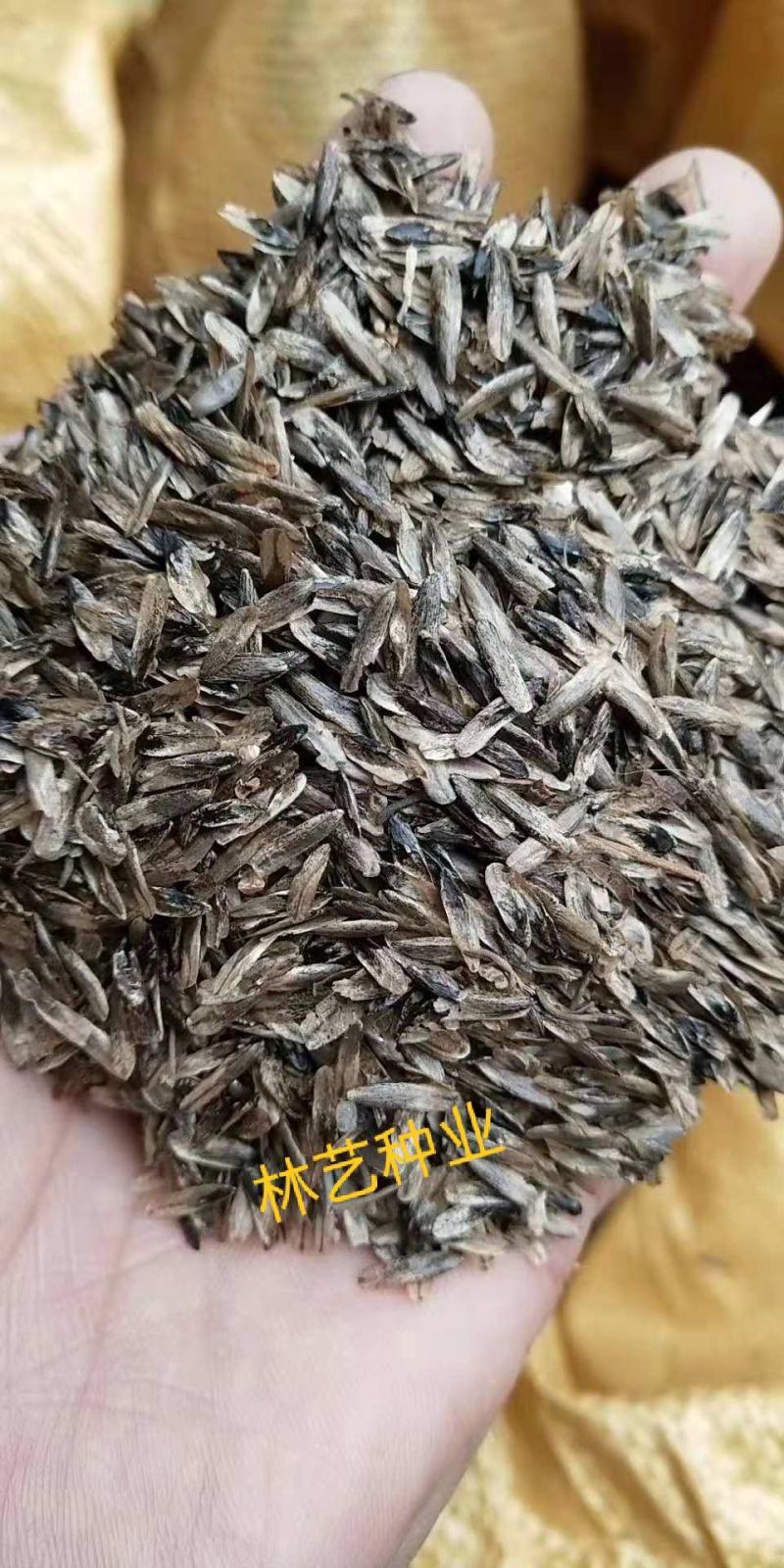 枫香种子枫香树种子绿化苗木种子风景树种子阳台花卉种子