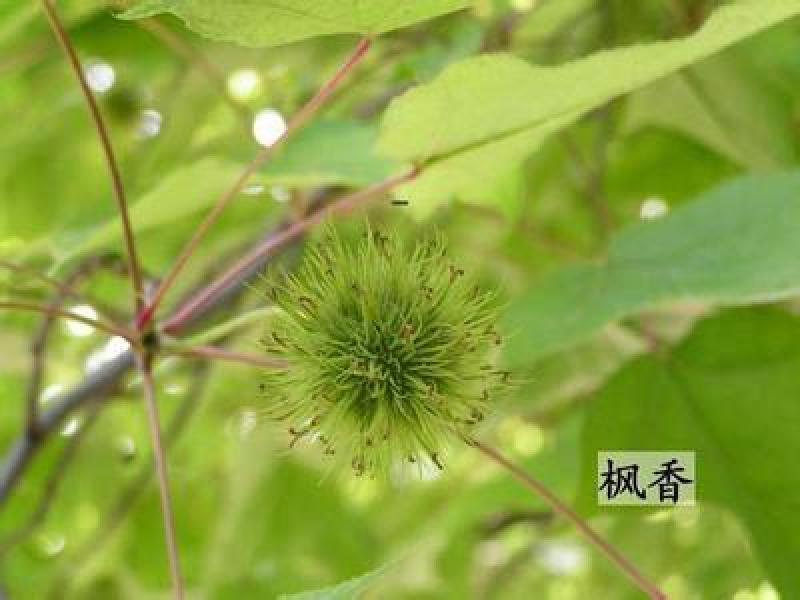枫香种子枫香树种子绿化苗木种子风景树种子阳台花卉种子