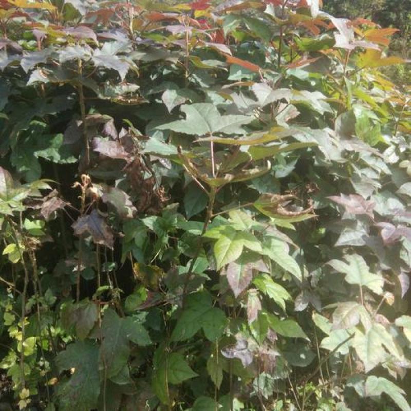 枫香种子枫香树种子绿化苗木种子风景树种子阳台花卉种子