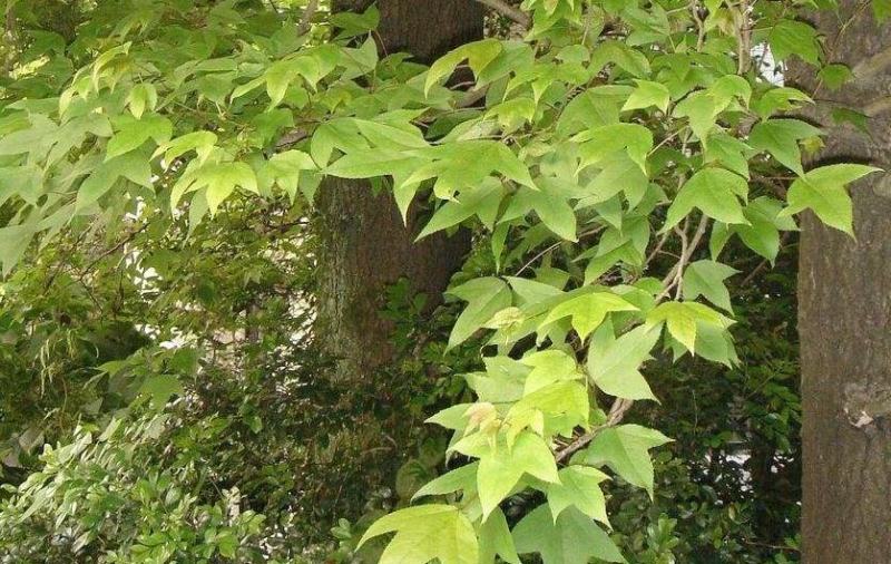 枫香种子枫香树种子绿化苗木种子风景树种子阳台花卉种子