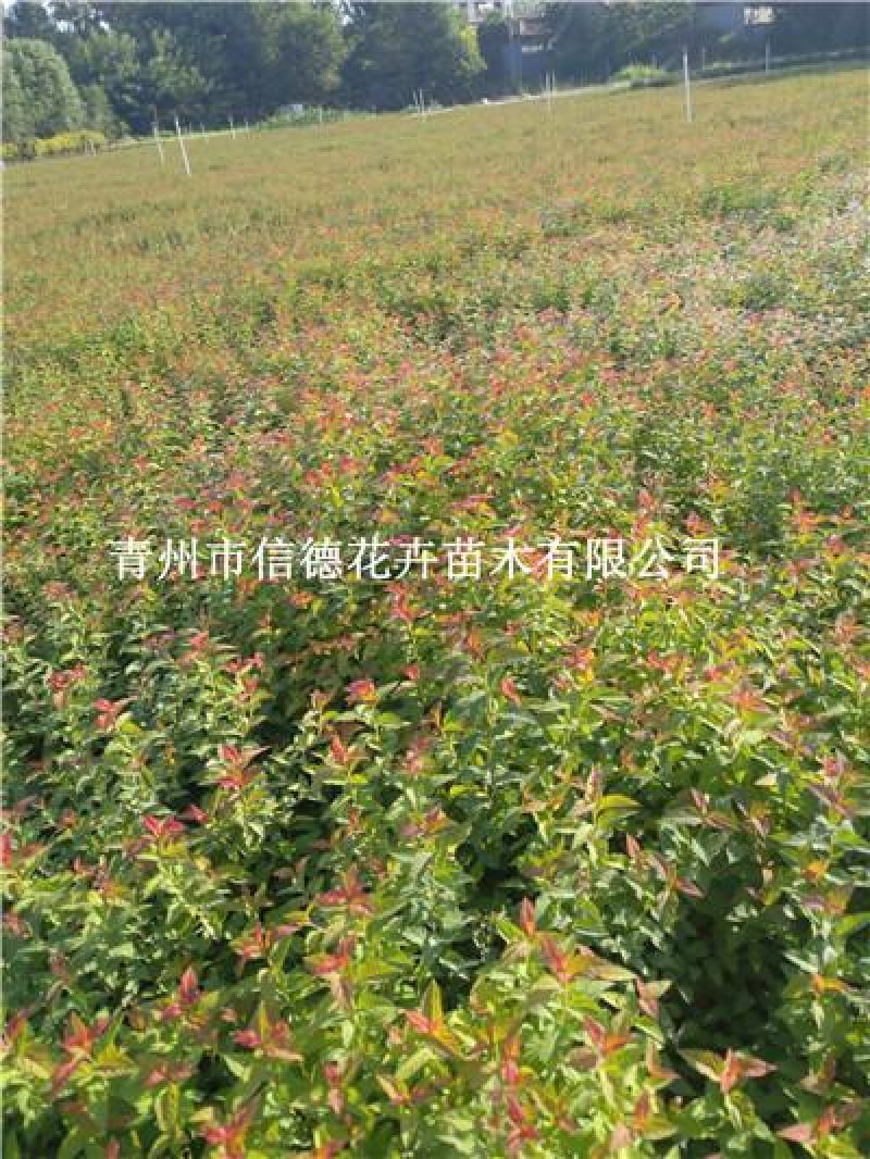 金焰绣线菊，一手货源，大量有货，基地直发