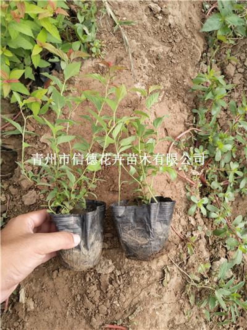 金焰绣线菊，一手货源，大量有货，基地直发