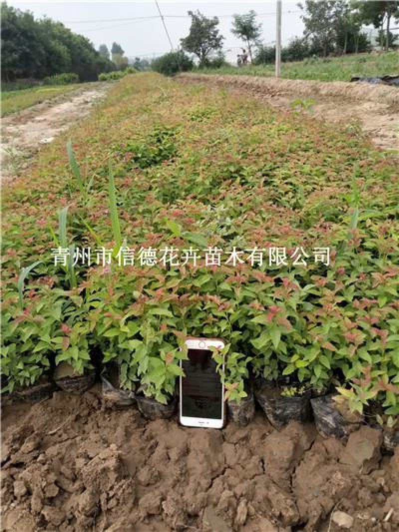 金焰绣线菊，一手货源，大量有货，基地直发
