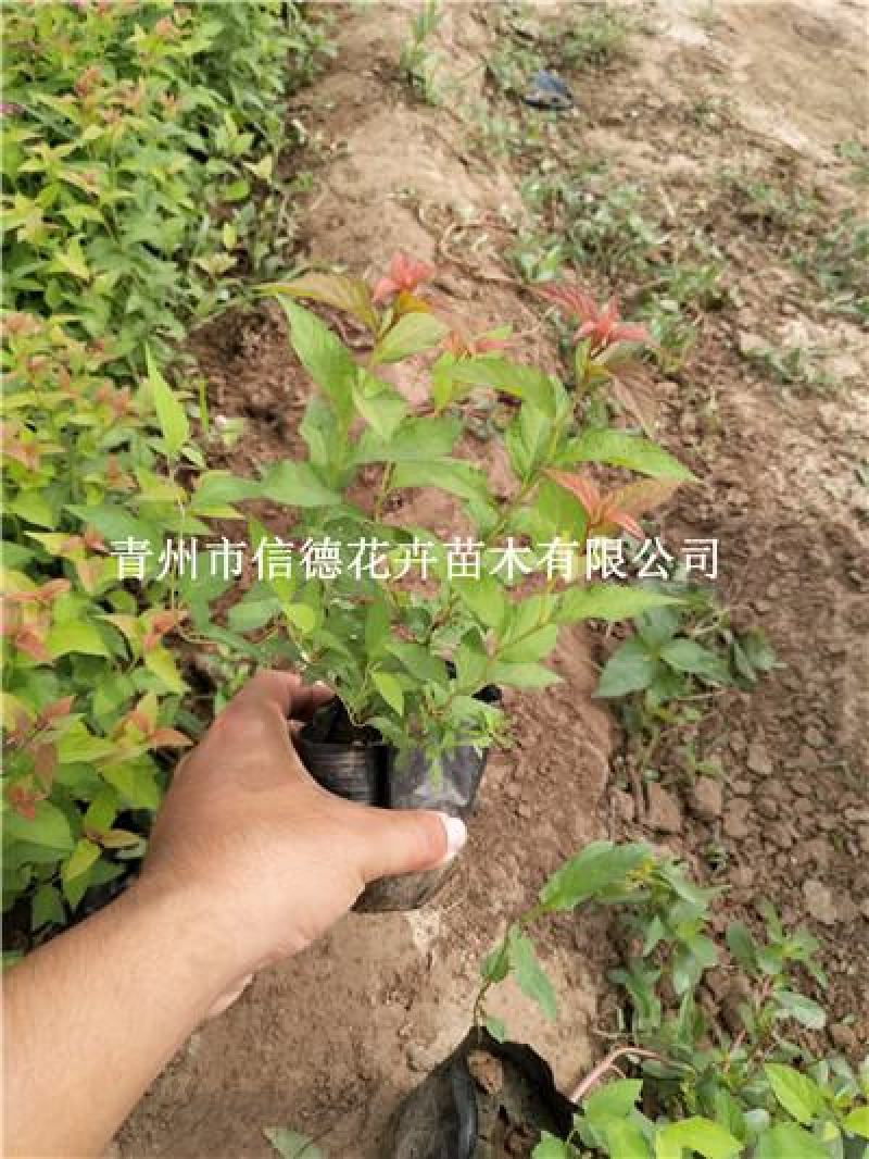 金焰绣线菊，一手货源，大量有货，基地直发