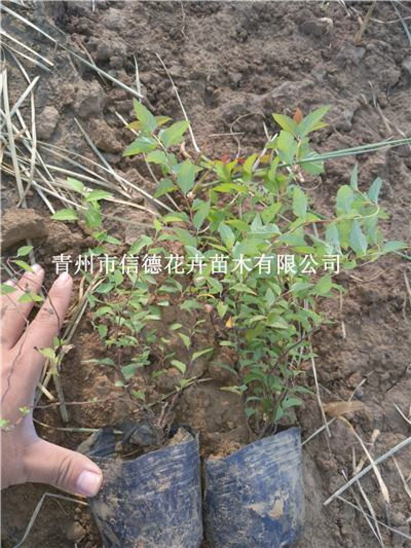 金焰绣线菊，一手货源，大量有货，基地直发