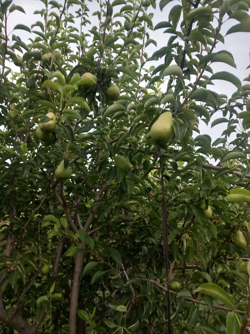 【山西基地】精品大头梨个头大口感好货源充足量大优惠诚信
