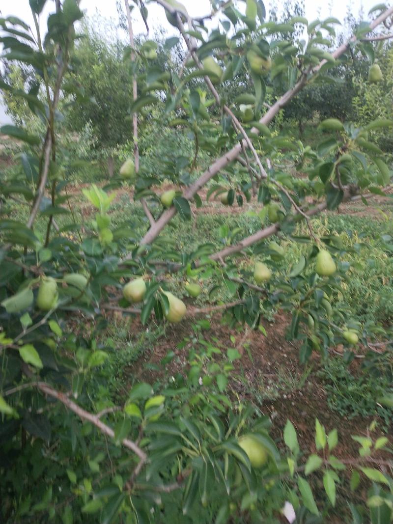 【山西基地】精品大头梨个头大口感好货源充足量大优惠诚信