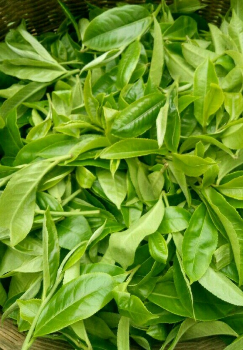 云南普洱茶，202年易武，七村八寨之易比贡茶村，古树春茶