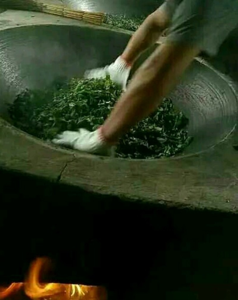 云南普洱茶，202年易武，七村八寨之易比贡茶村，古树春茶