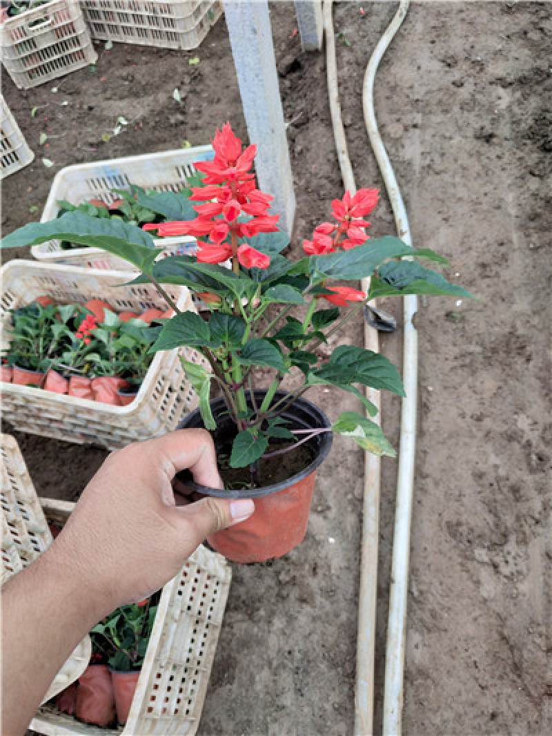 一串红，绿化用，基地直发，大量有货，规格齐全