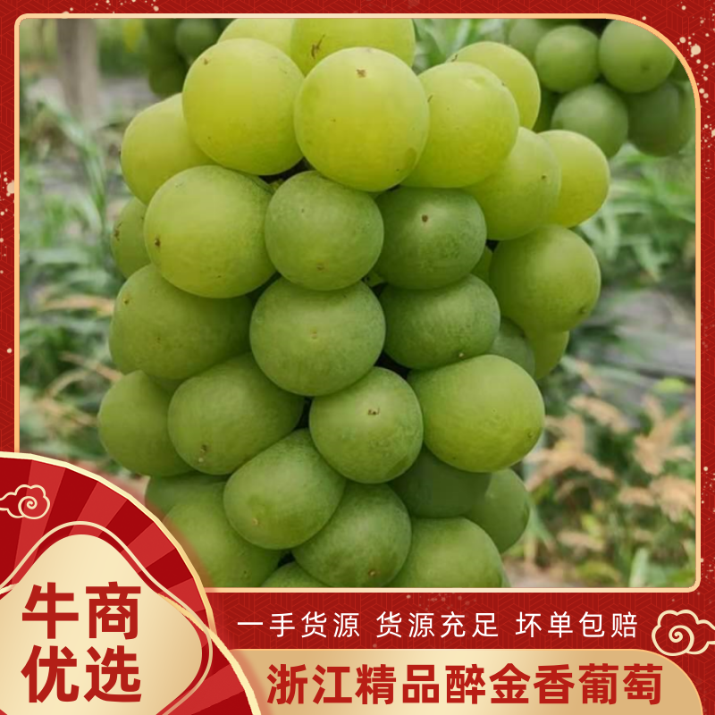 优质醉金香葡萄果肉饱满晶莹剔透产地直发保质保量