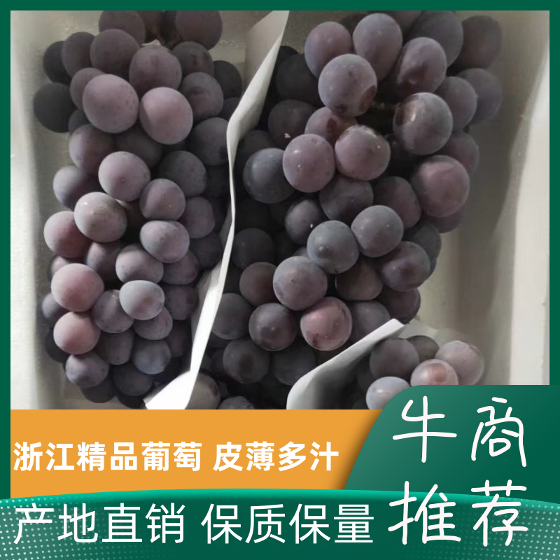 优质藤稔葡萄颗粒饱满，果肉多汁，色泽新艳，产地直发！