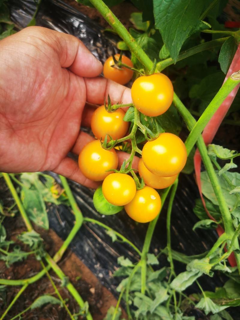 基地黄珍珠樱桃小番茄上市