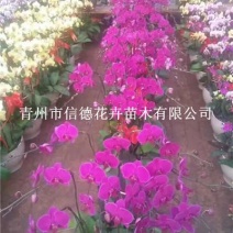 蝴蝶兰，年宵花，生产基地，大量有货，一手货源