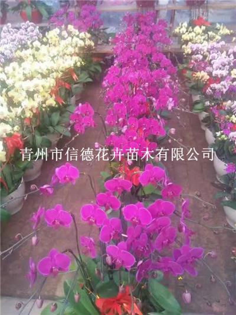 蝴蝶兰，年宵花，生产基地，大量有货，一手货源