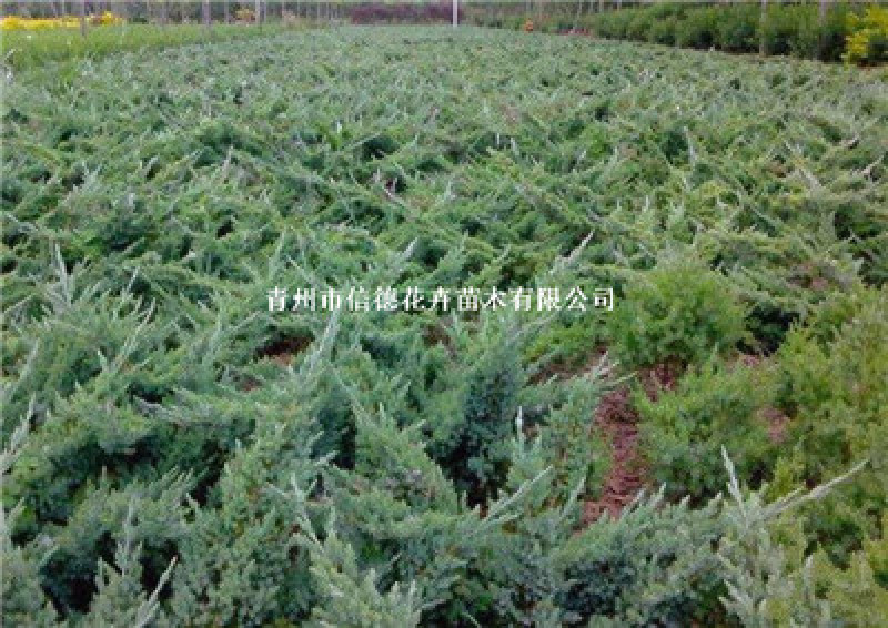铺地柏，容器苗，一手货源，大量有货，基地直发
