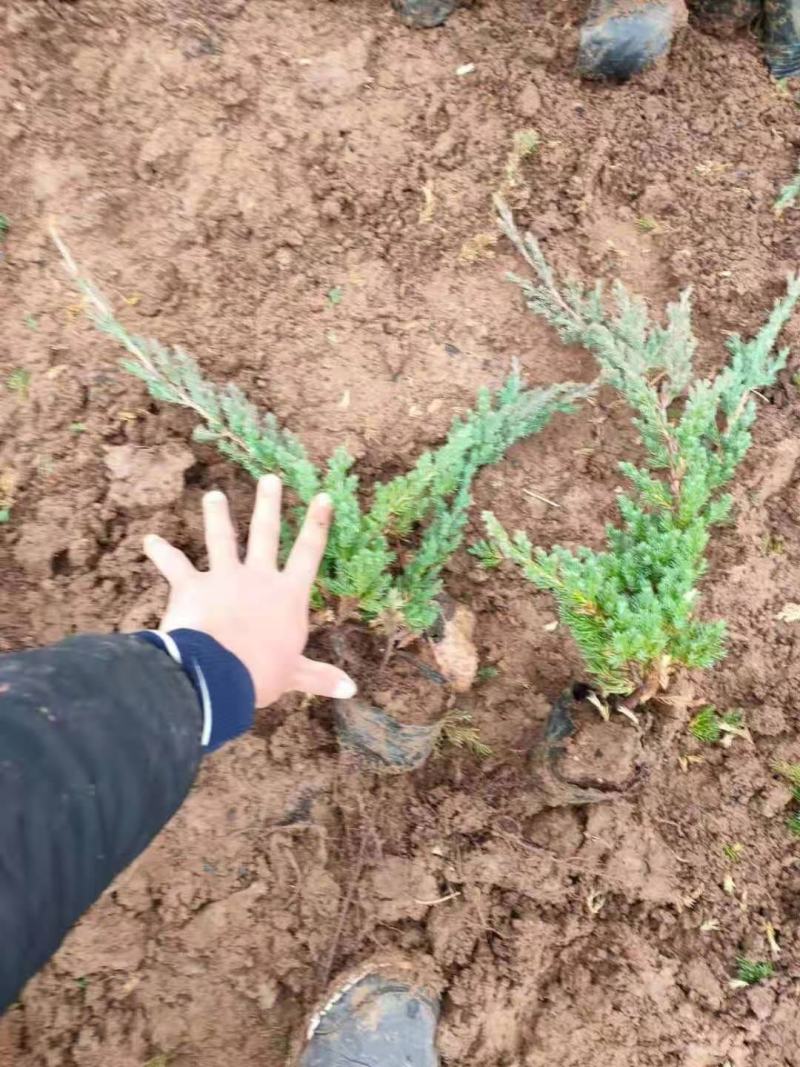 铺地柏，容器苗，一手货源，大量有货，基地直发