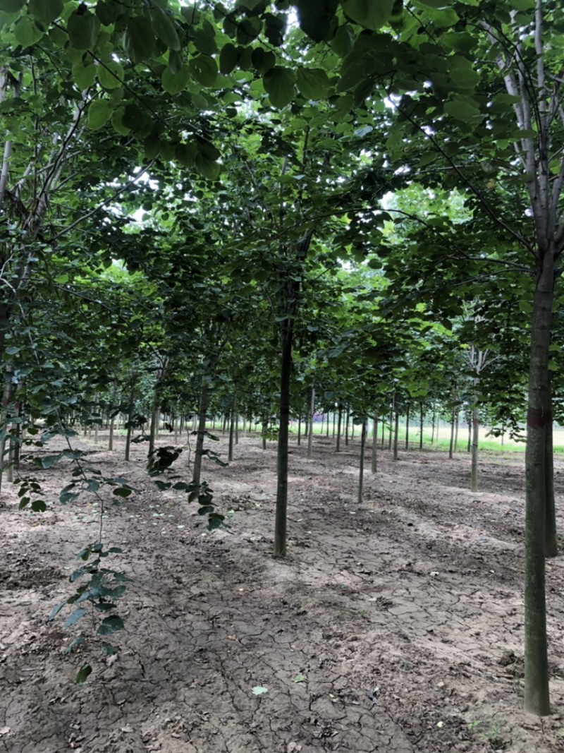 巨紫荆