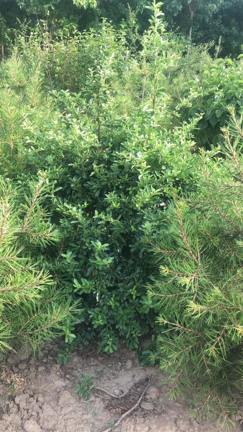 巨紫荆