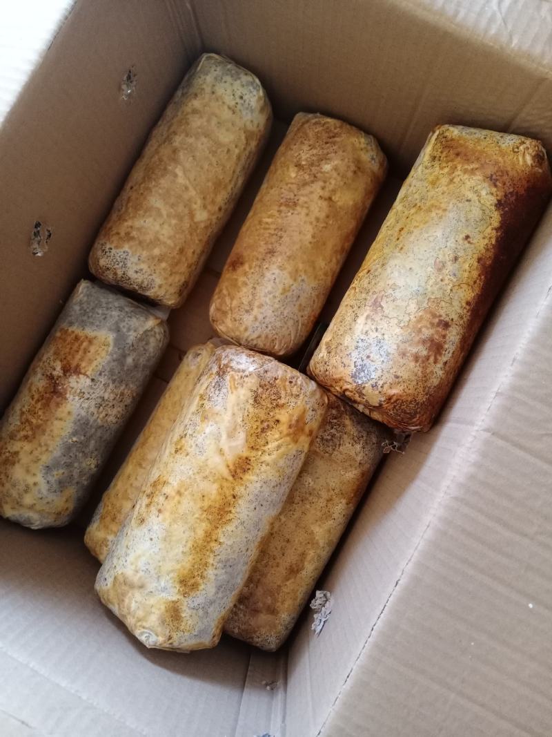 桑黄菌种菌包