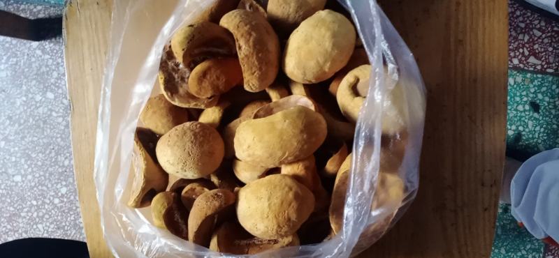 桑黄菌种菌包
