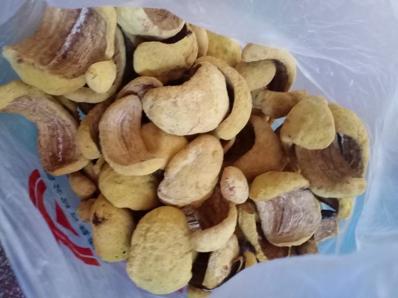 桑黄菌种菌包