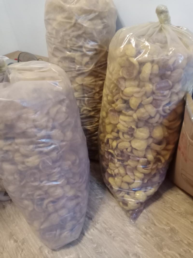 桑黄菌种菌包
