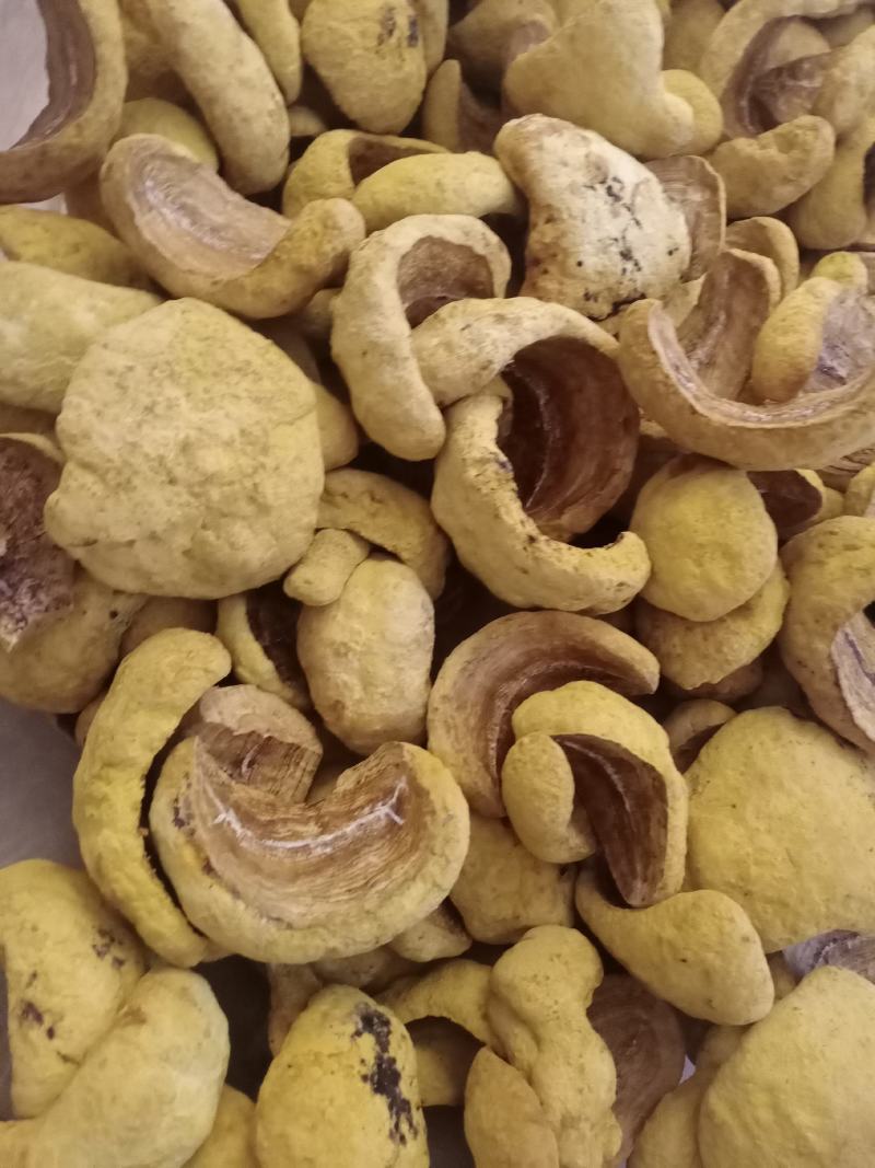 桑黄菌种菌包