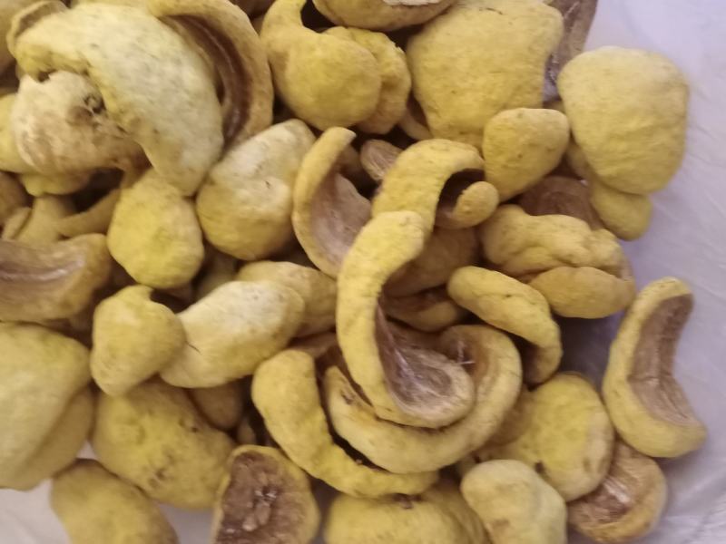 桑黄菌种菌包