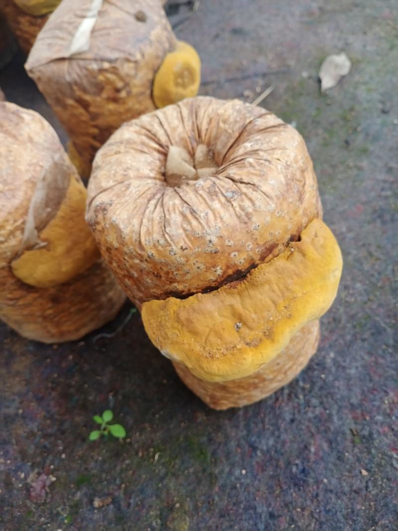 桑黄菌种菌包