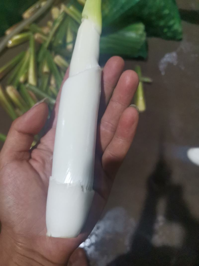 四川精品茭白上车价一块，质量有保证，价格优美，