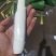 四川精品茭白上车价一块，质量有保证，价格优美，