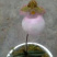兰花