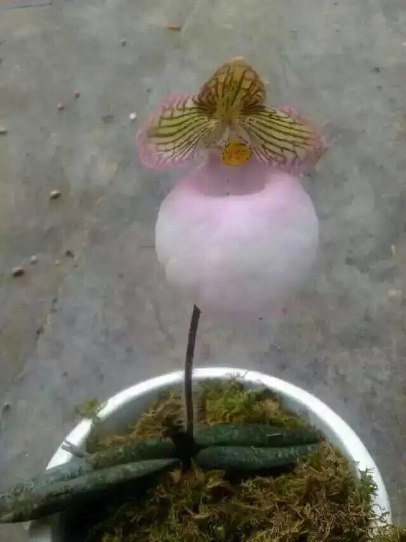 兰花
