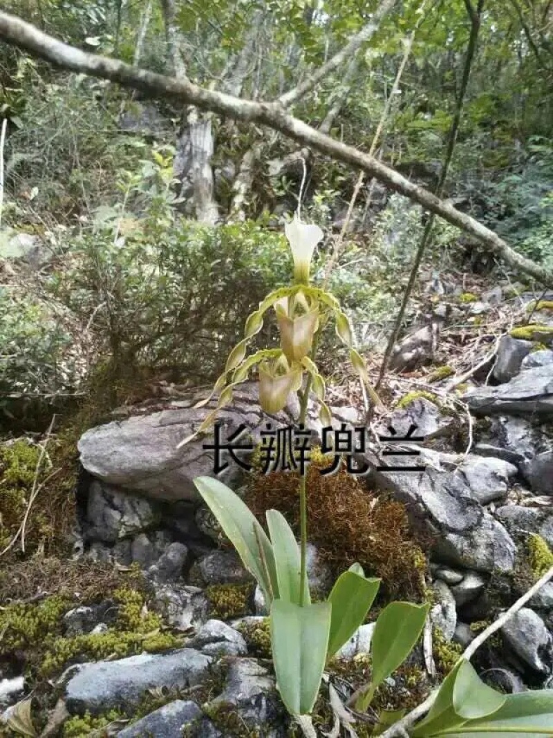 兰花