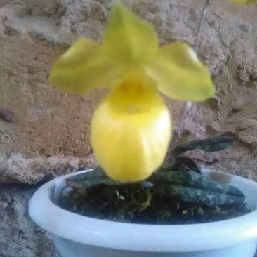 兰花
