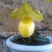 兰花