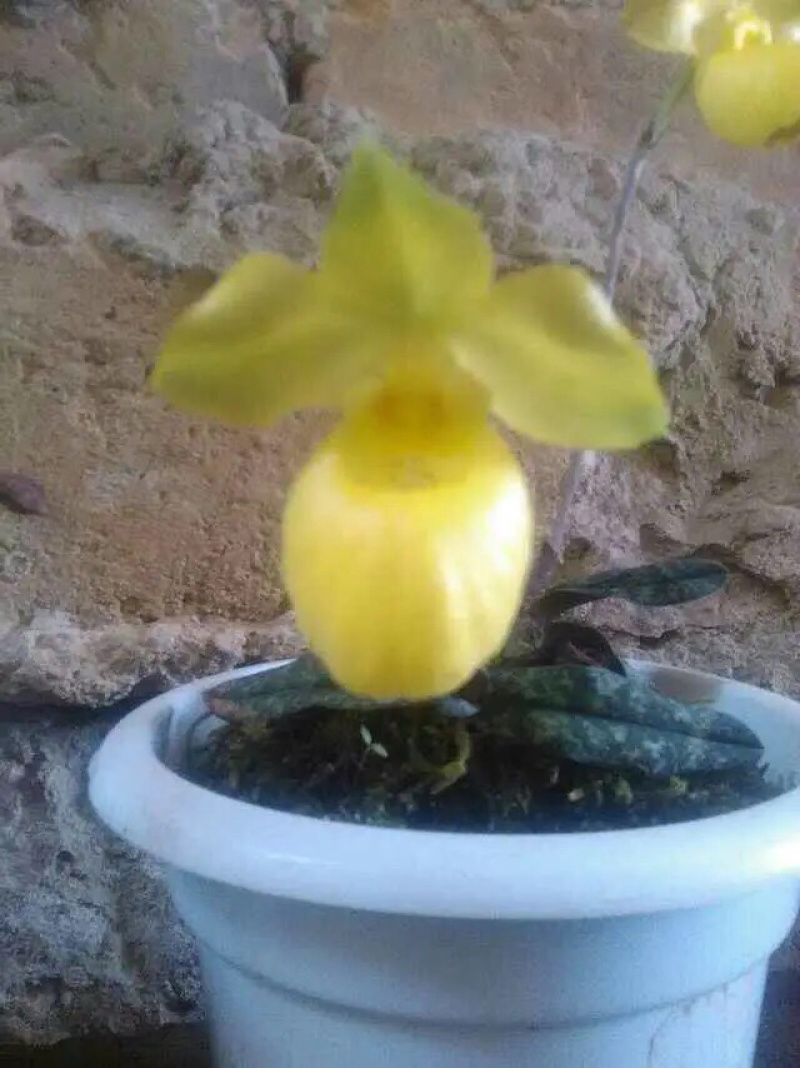 兰花
