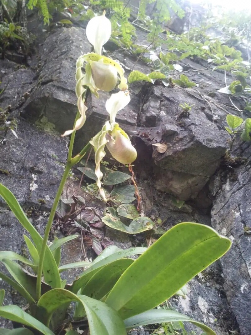 兰花