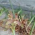 兰花