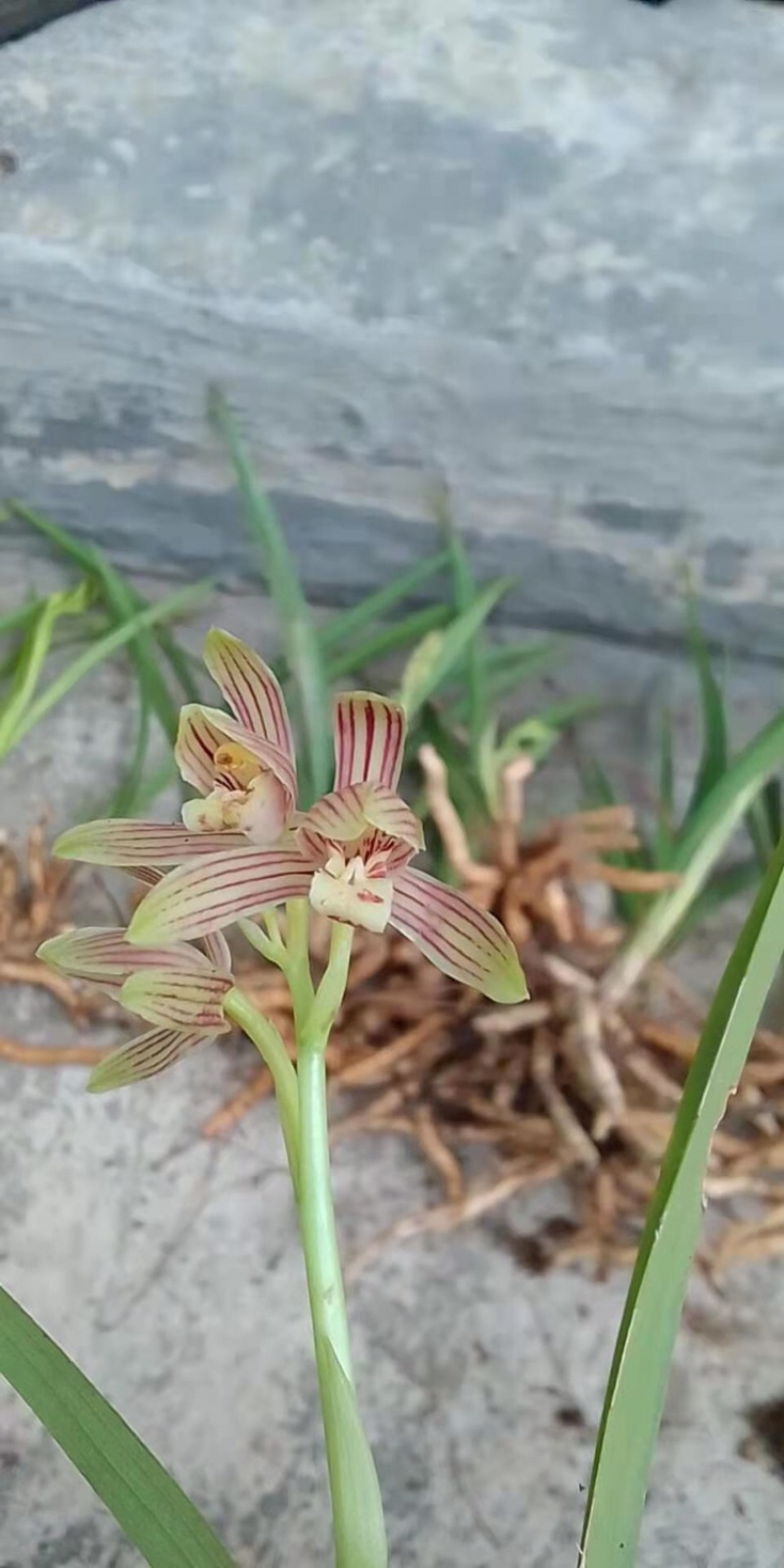 兰花