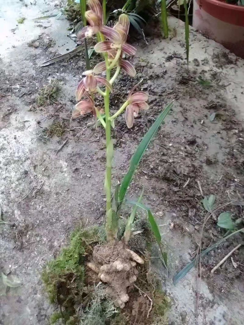 兰花