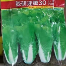 快菜速腾30小白菜种子