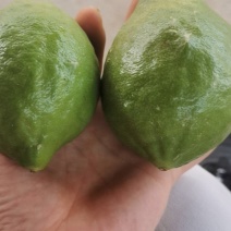香水柠檬