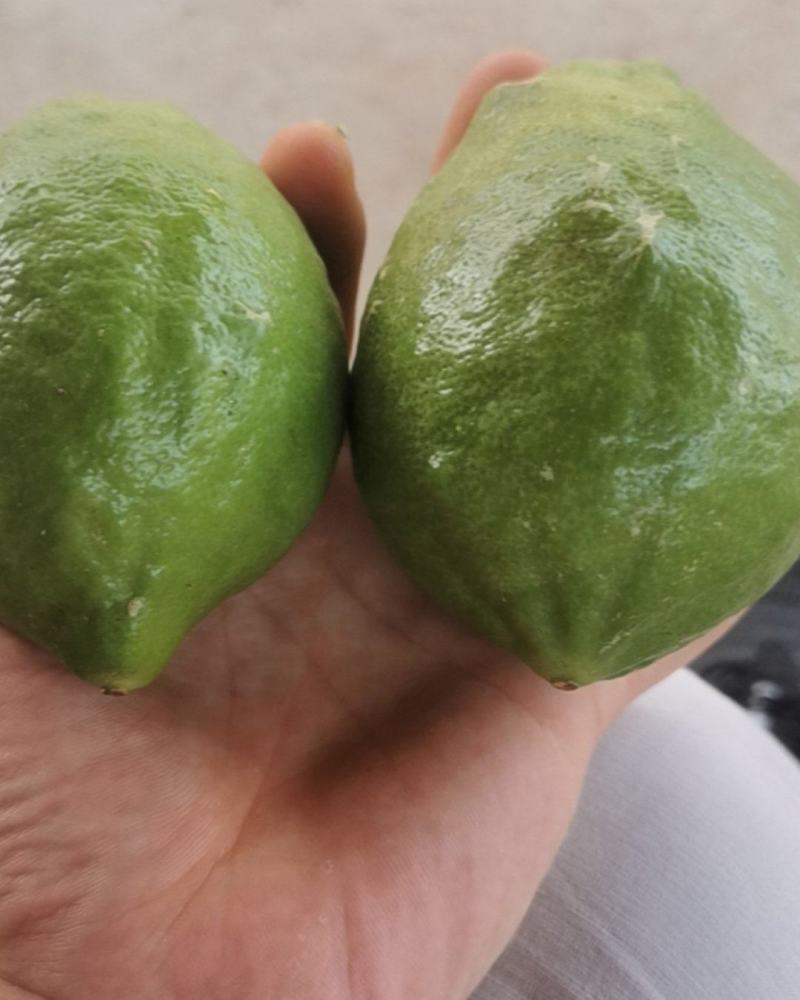 香水柠檬