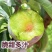 五月脆李子千亩李子基地直供免收代办费