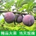 五月脆李子千亩李子基地直供免收代办费