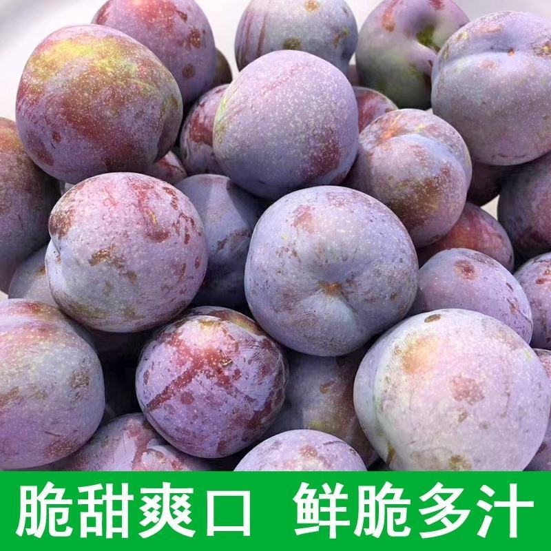 五月脆李子千亩李子基地直供免收代办费