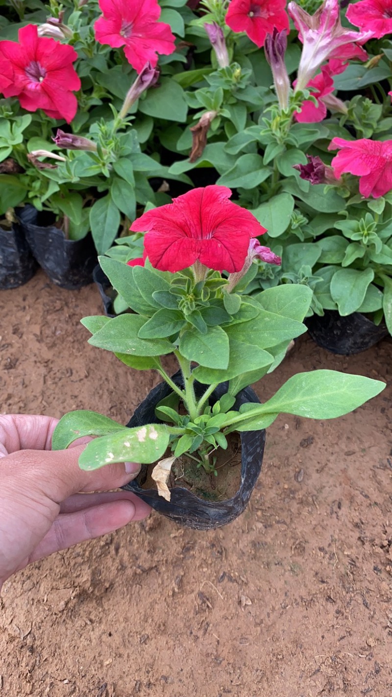 矮牵牛玫红牵牛大红牵牛紫牵牛牵牛各种苗垂